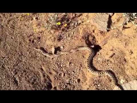 Snakey snake snake