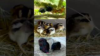 Araucana Hühner - Ein Vergleich der Küken mit ausgewachsenen Hennen und Hahn + Krähruf Hörprobe