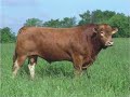 Beef Breeds
