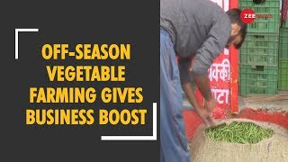 Himachal Pradesh: Off-season vegetable farming gives business boost