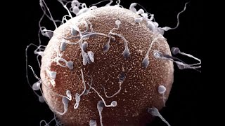 Spermatogenez Ve Oogenez Gametogenezdöllenme