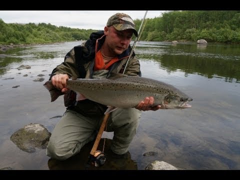 ловля лосося на река бурная ловля лосося на река бурная