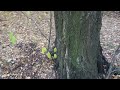 Sony Alpha NEX-5, 16mm f/2.8 E lens. Russia Saint Petersburg. Squirrel in the park.