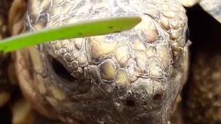 The BIGGEST Turtle You've EVER seen!
