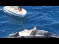 Man Surfs A Dead Whale Surrounded By Sharks