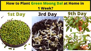 How To Grow Green Moong Dal Green Gram At Home In Just 1 Week ?