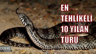 Asla Karşilaşmak İstemeyeceği̇ni̇z En Tehli̇keli̇ 10 Yilan Türüi̇lginç Enler