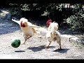 Animale haioase! - youtube
