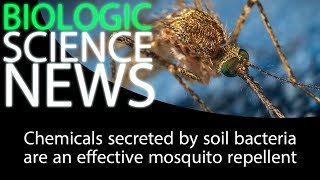 Science News - Chemicals secreted by soil bacteria are an effective mosquito repellent
