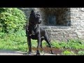 TOP 11 TRENDIEST DOG BREEDS OF 2013