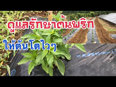 วิธีปลูกพริกขี้หนู:ช่วงตอน4 การดูแลรักษาให้ต้นกล้าพริกเจริญเติบโต แข็งแรง 2018.05.12
