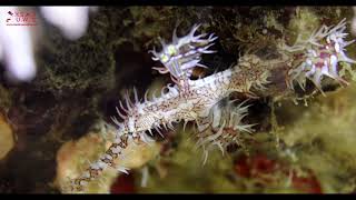 COLOR OF THE RED SEA GHOST PIPEFISH Canon EOS 5D Mark IV CANON 100 MM LENS www.kadirsuatakca.com