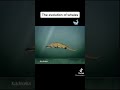 The evolution of whales/ balinaların evrimi