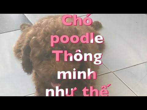 Thú Vui Nuôi Chó Poodle Và Cách Nuôi Chó Poodle