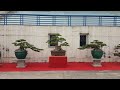 SH.1816.Cặp Sanh Trực Huyền đối xứng đẹp tại triển lãm Đông Anh.