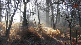 A Floresta De Sherwood