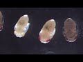 microscopic