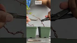 Styling Japanese Maple Seedlings | Acer palmatum | 1Min or Less