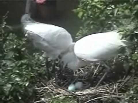 ある梅雨の日の動物園．wmv