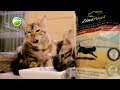 bengaalse tijgerkat