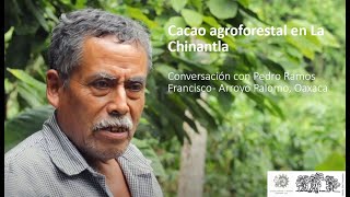 Cacao agroforestal en La Chinantla
