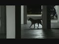 Aduan Anjing Liar images Aduan Anjing Liar