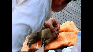 The Sad Baby Monkey Tried To Run Across The Road To Get Food But Was Hit By A Car.