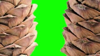 Футаж Шишки С Елки Переход Footage Tree Green Screen