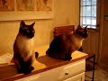 Singing Siamese Cats