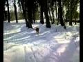 WaldspaziergangmitLeon