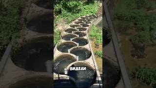Невероятно Так Рыбы Поднимаются Против Течения