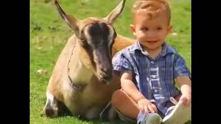 Curious Buddies Farm Song Cows, Chickens, And Pigs