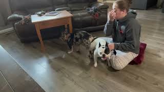 Natural Breeding French Bulldogs Tielock