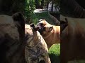 Bullmastiff images Bullmastiff