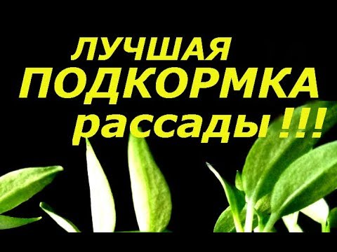 Подкормка рассады томатов Подкормка рассады томатов