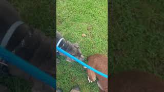 Tazz And Coco, 2