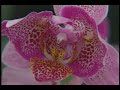 Phalenopsis Orchids