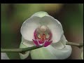 Phalenopsis Orchids