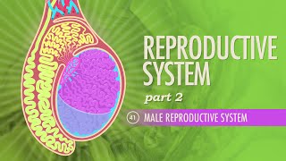 Reproductive System, Part 2 - Male Reproductive System: Crash Course Anatomy & P