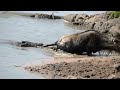 Wildebeests