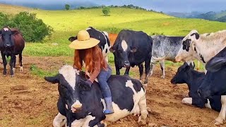 Tirando Leite Com Meu Pai Lida Na Roça Gado Cangalha Porcos Dicas E Conversa Caipira.