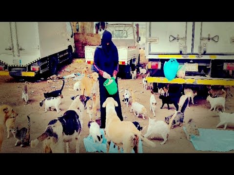 Subhanallah Kucing Ini Seneng Banget Di Adopsi Karena Di Tinggal Pemiliknya Pindah|cat videos|