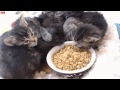 kibbles