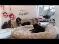 kibbles