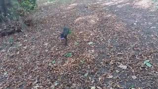 Staffy Ruby 4 Mois