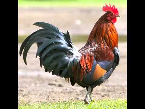 HOROSCOPO CHINO GALLO PREDICCIONES horoscopo chino gallo predicciones: