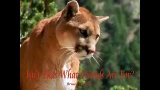 Watch Bruce Cockburn Isnt That What Friends Are For video