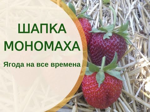 Клубника сорт шапка мономаха Клубника сорт шапка мономаха