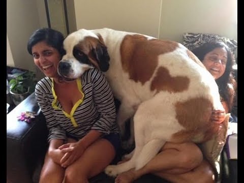 Funny St. Bernard Dogs Compilation 2017 - Funny Dog Videos