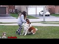 Funny St. Bernard Dogs Compilation 2017 - Funny Dog Videos